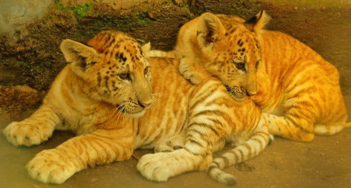 C-Section birth of the liger cubs is just a rumor.