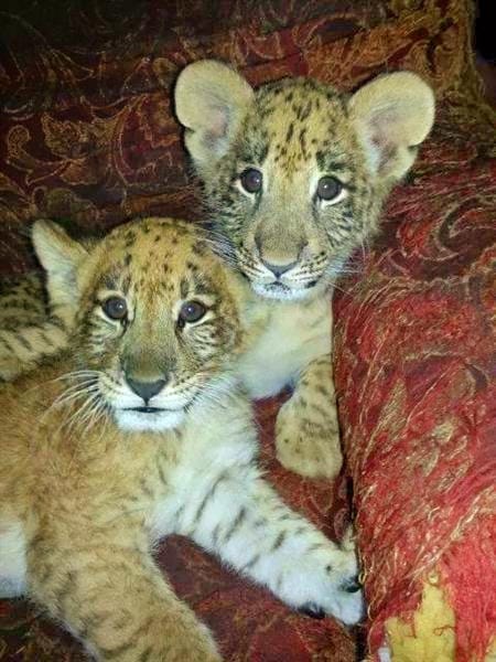 C-Section birth of the liger cubs is a propaganda.