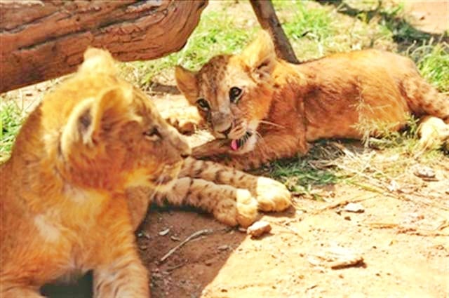 Liger cubs born in Taiwan didn't born through c-section.