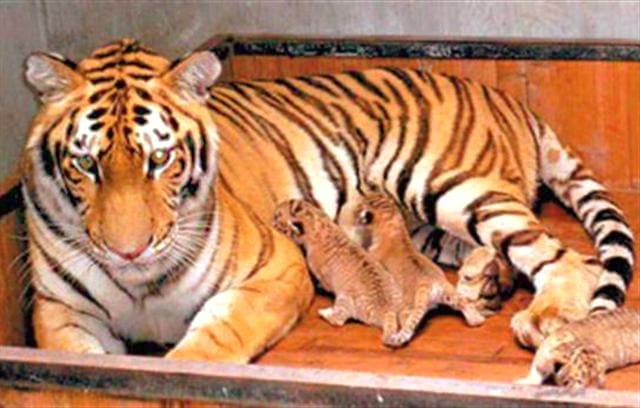 Liger Cubs do not undergo any C-Section at the time of their birth.