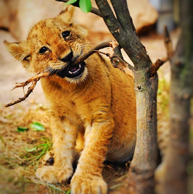 Liger cubs are genetically very healthy.