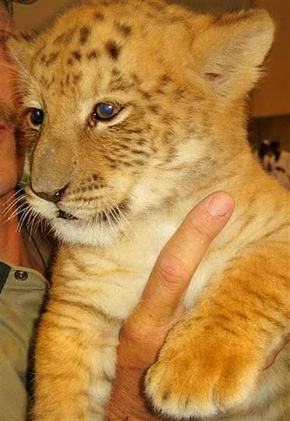 All the health related issues about liger cubs are just mere myths.