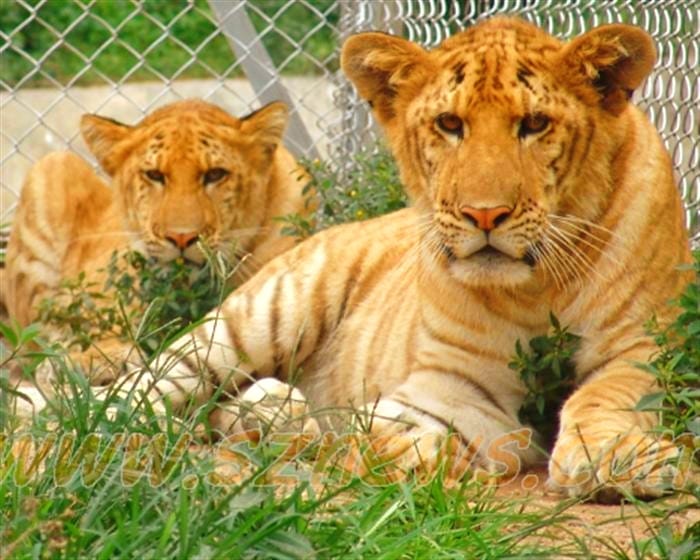 Liger cubs have a very healthy growth rate.