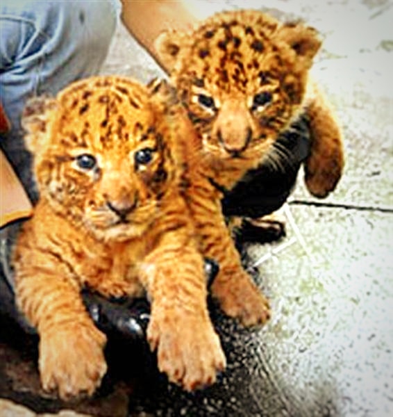 Liger cubs are perfectly healthy and they are free of any diseases at the time of birth.
