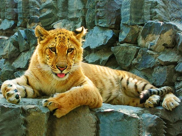 Liger cub born in Russia.