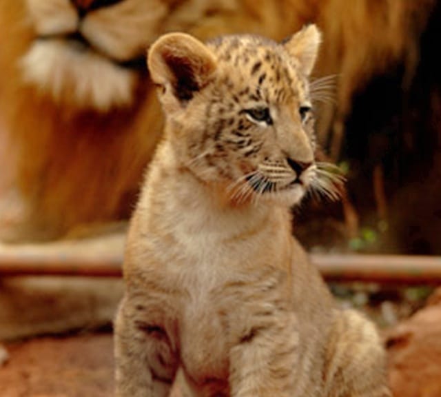 The births of the liger cubs and the record recognized Chinese ligers at global level.