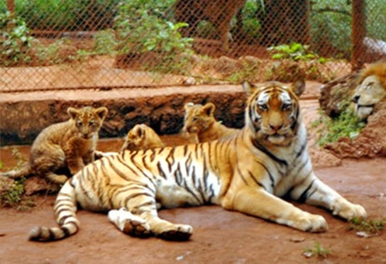 A tigress in China gave to record numbers of liger cubs births.