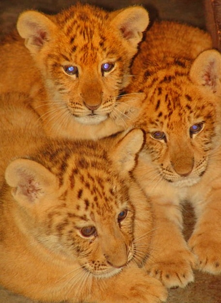 High survival rate of the liger cubs in China.