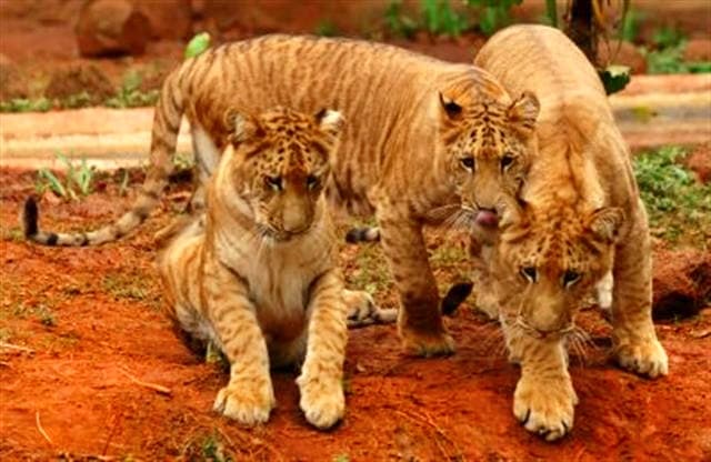 A litter of liger cubs in China.