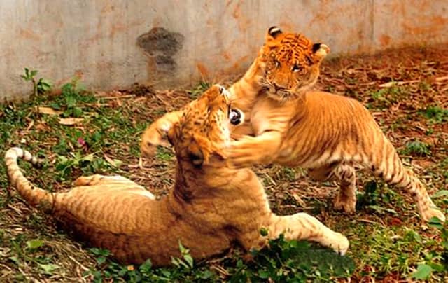 The record births of the liger cubs in China created a huge news buzz within media.