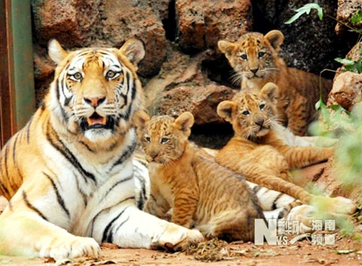 The name of the tigress which gave birth to the liger cubs was Huan Huan the Tigress.