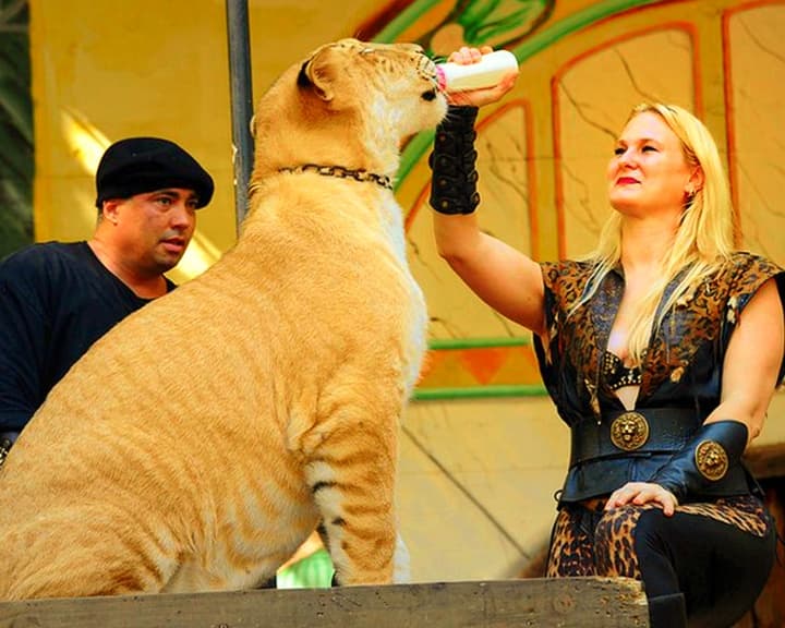 China York with a liger cub at King Richard's Faire at Massachusetts, USA.