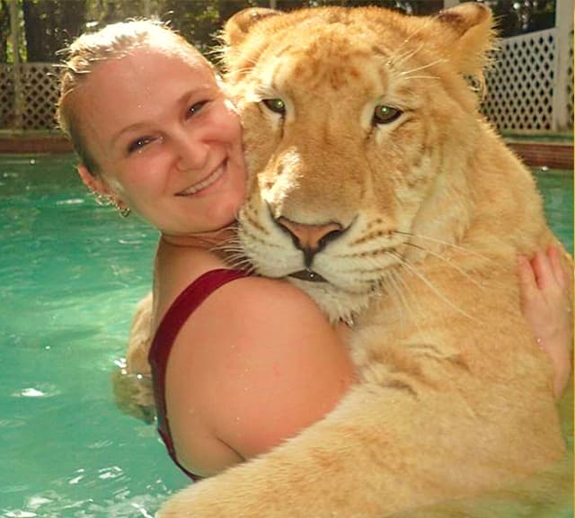 China York Swimming with a liger cub