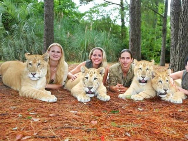 China York with white liger cubs at Myrtle Beach Safari.