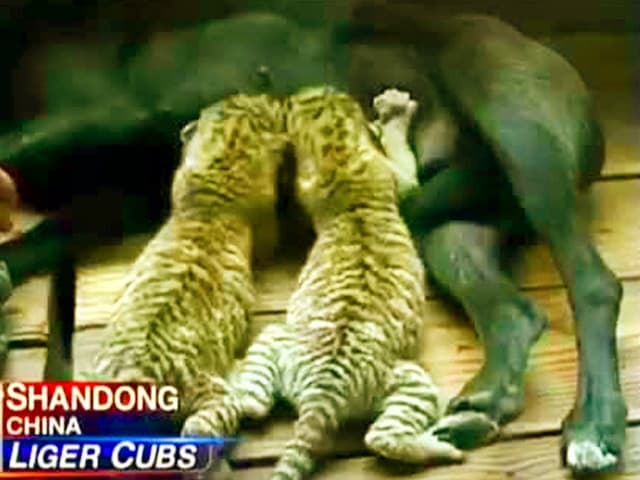 Dog fed its own milk to liger cubs in China