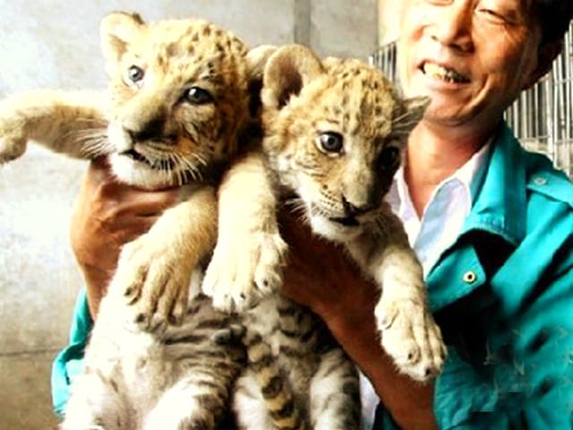 There are no restrictions for breeding liger cubs in China.