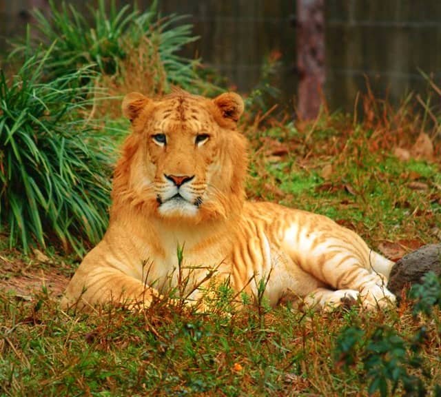 First ever liger cub in China. Ping Ping and An An were teh first ever liger cubs in China.