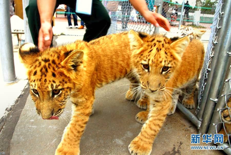 Liger Cubs in Chinese Zoos.
