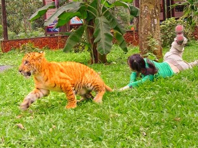 Good health facilities for the liger cubs in China.