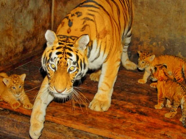 World Record of Liger Cubs in China at Hainan Tropical Wildlife Park.