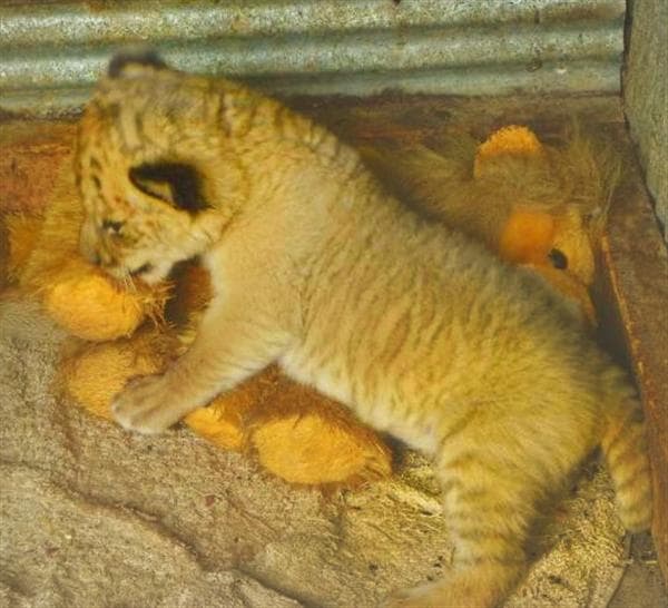 Liger Cubs have the fastest growth rate than any other big cat.