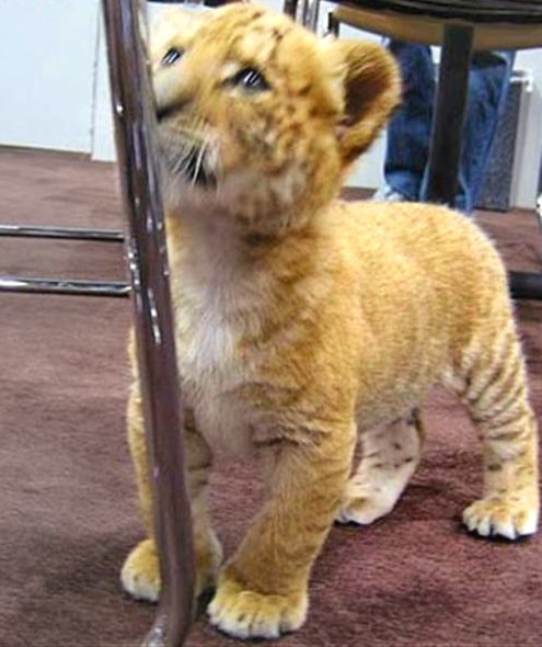 Liger cubs grow at the rate of one pound of weight per day on average.