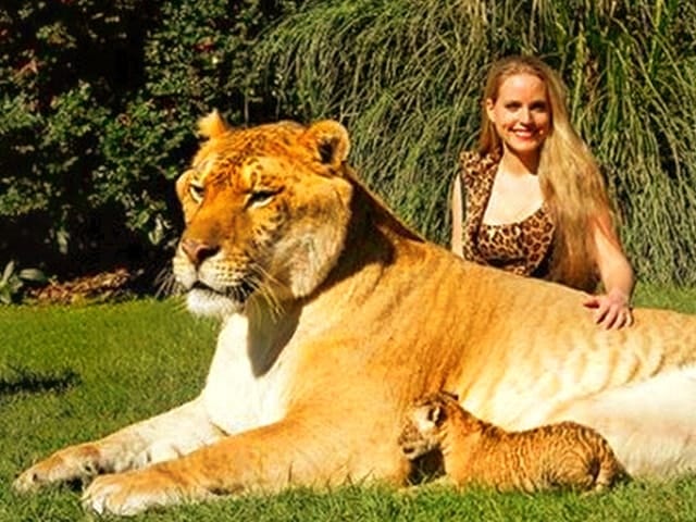 Moksha Bybee with a liger cub on international media.
