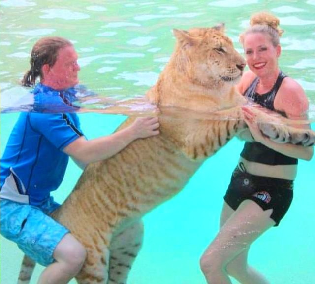 Moksha Bybee swimming with a liger cub