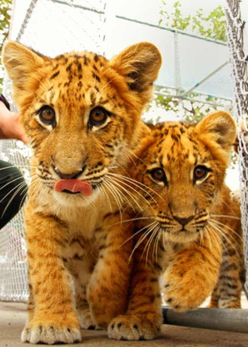 Poor living conditions are spcecifically associated with the liger cubs' mortality rate.