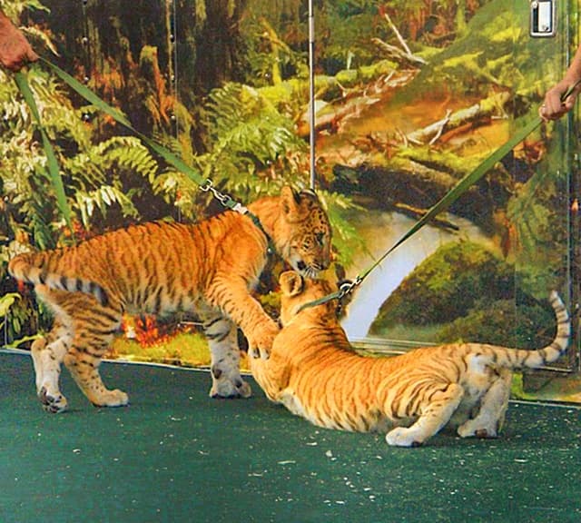 First liger cubs in Russia were born in 2004.