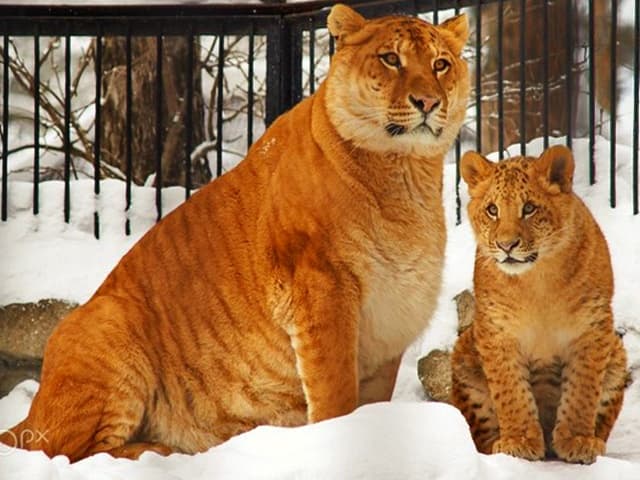 First Liliger cub were born in 2012, at Russia's Novosibirsk Zoo