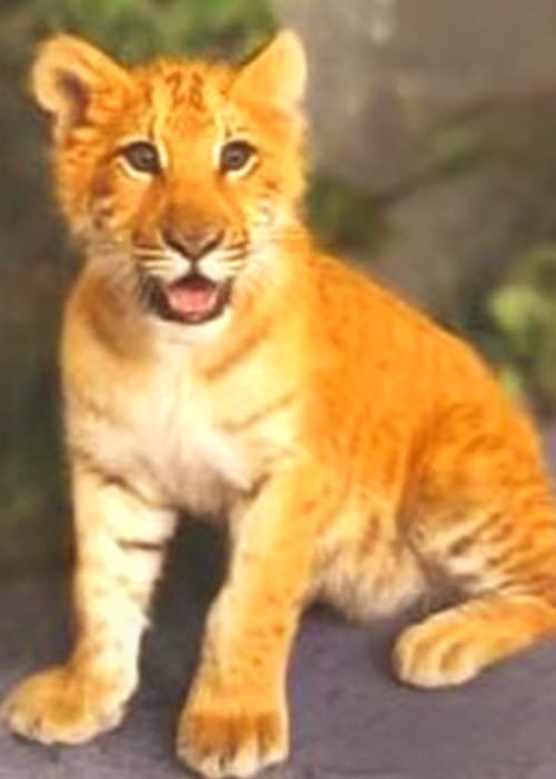 Liger cub Zita is the first ever liger in Russia.