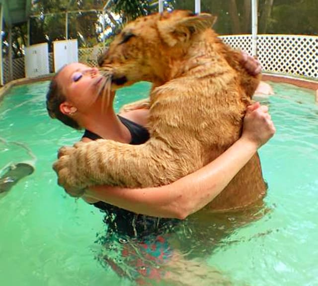 Liger cubs love to swim and play inside water.