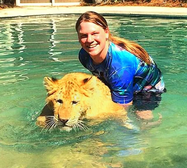 Liger cub swimming at Myrtle Beach Safari, South Carolina, USA.