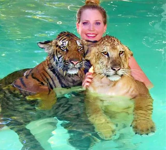 Liger cub and tiger cub swimming inside the water.