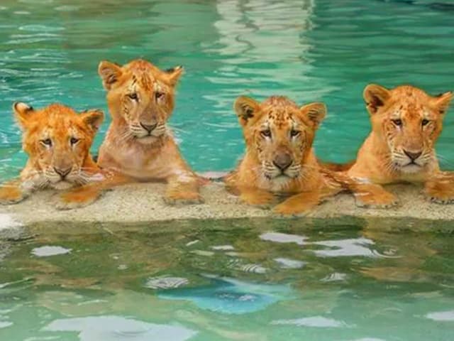 Liger cubs love swimming.