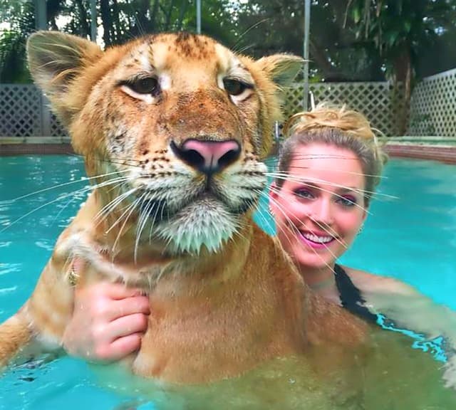 Swimming creates a great interaction in between the liger cubs and the animal trainers.