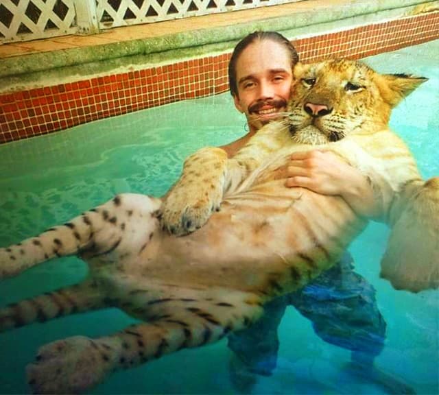 Liger cubs inherit their swimming genes from their mothers i.e., tigress
