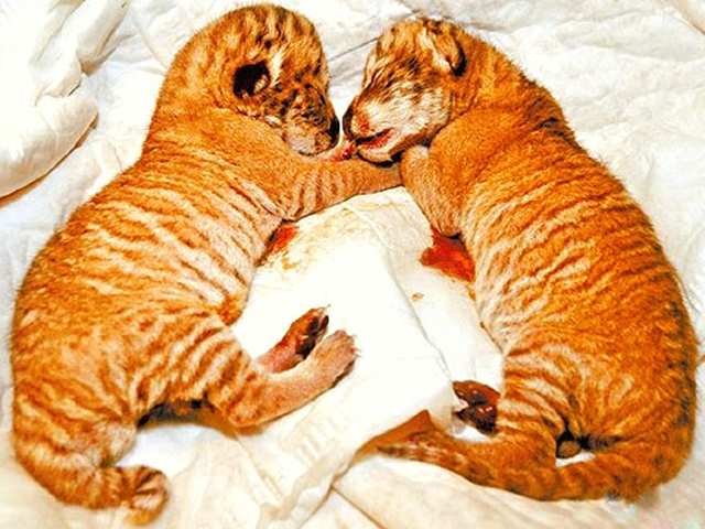 First liger cubs in Taiwan were born in 2010.