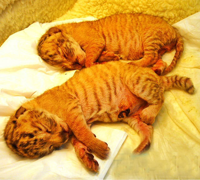 Breeding liger cubs in banned in Taiwan.