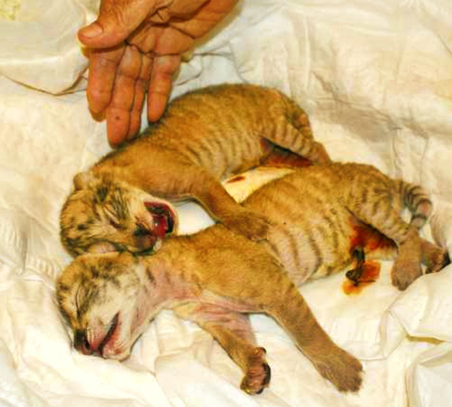 Liger cubs born in Taiwan were confiscated by the authorities