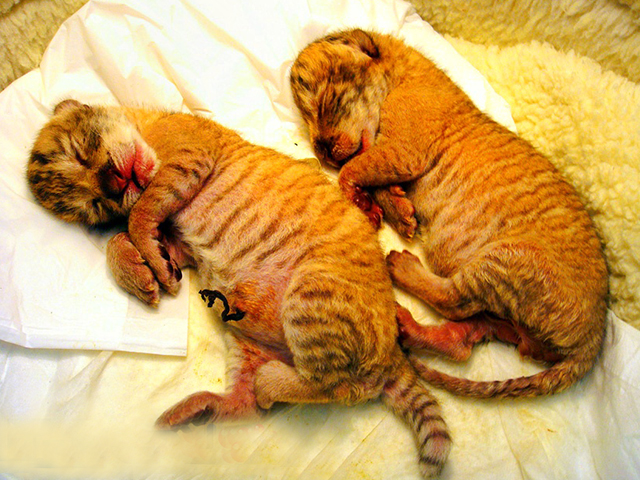 Owner faced fine penalty of 1500 US dollars for breeding liger cubs in Taiwan.