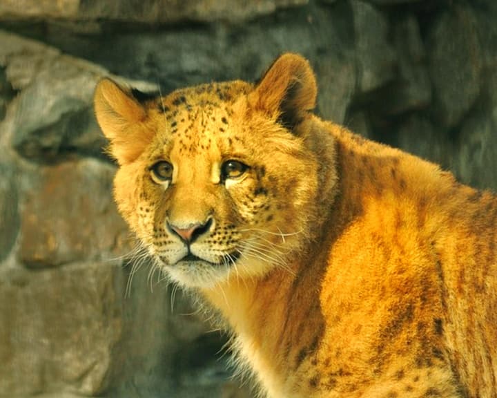 The name of the Liliger cub was Kiara