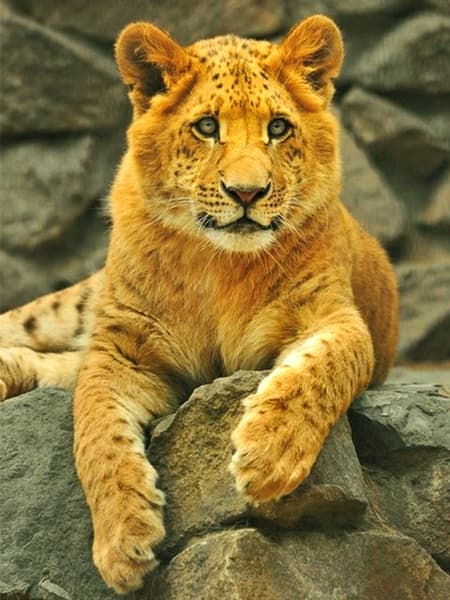 Liliger cubs are hugely popular across the world.