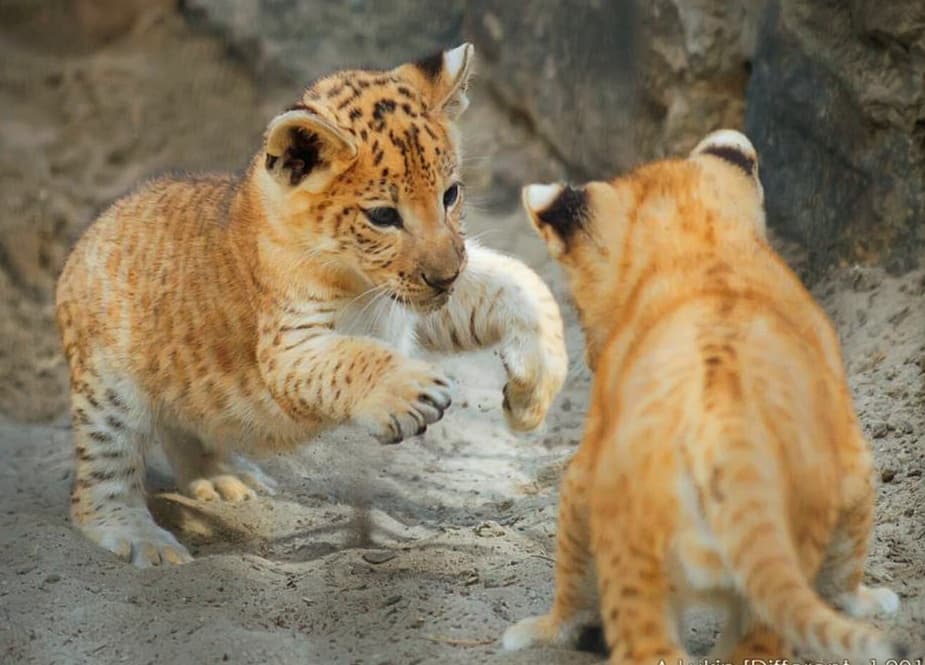 The Liliger cubs had spots on their fur.