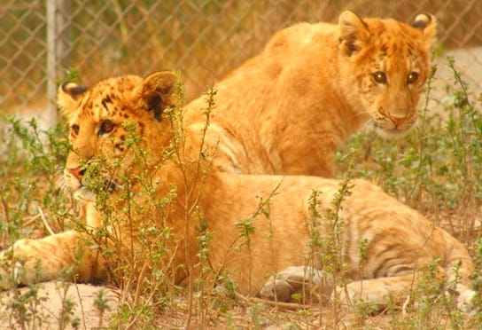 Liger cubs and lion cubs have their similarities and differences because of genetic differences.