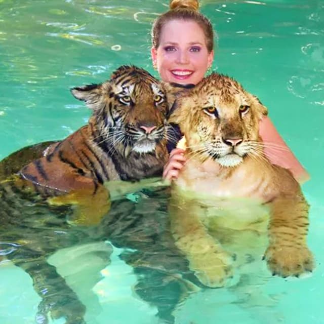 Liger cubs and tiger cubs both love to swim.