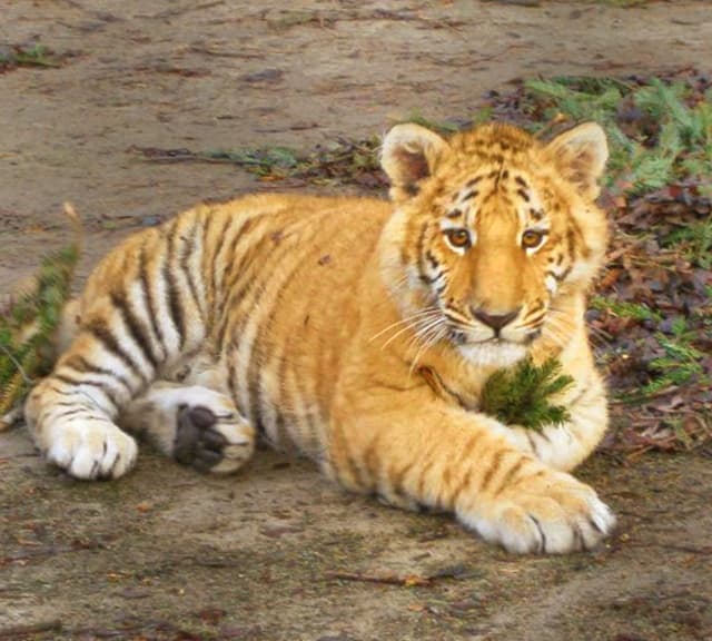 Radar is one of the famous Tiliger cub.