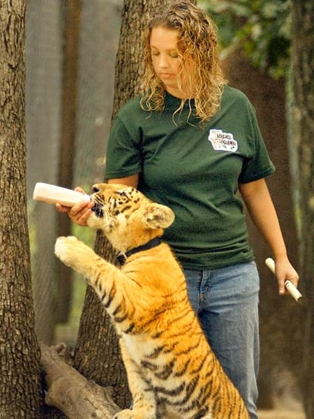 A tiliger cubs resembles more like a tiger rather than a lion or a liger.