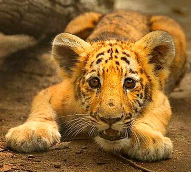 Tiliger Cub is an offspring of a male tiger and female liger (Ligress).
